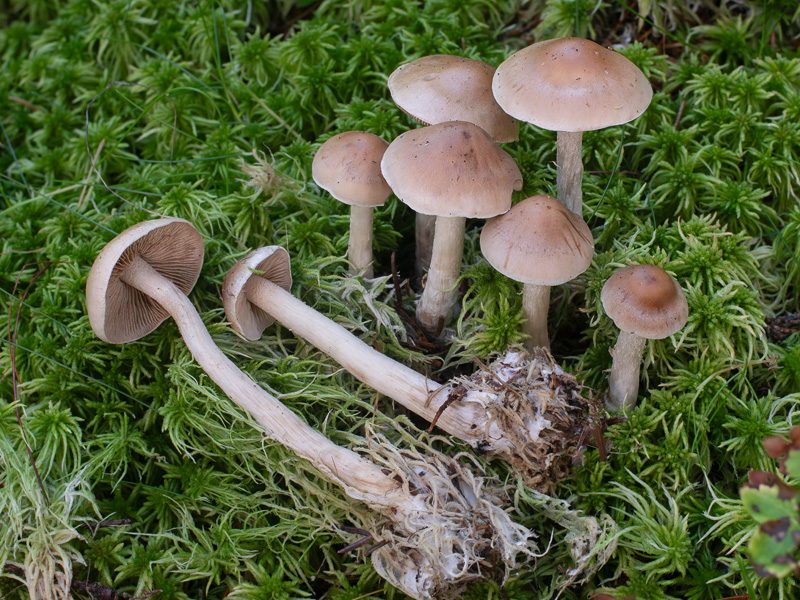 Hebeloma incarnatulum Hebeloma incarnatulum